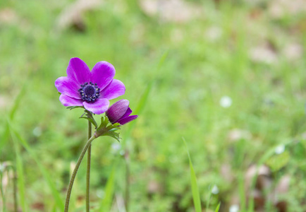美丽的春天紫罗兰花自然背景