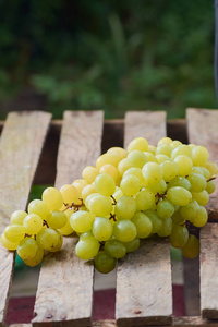 在夏天成熟多汁的阳光背景下的葡萄