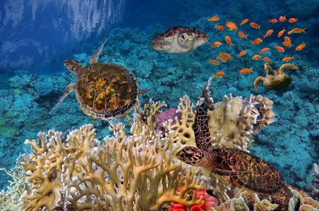 用很多的鱼和海龟五彩缤纷的珊瑚暗礁