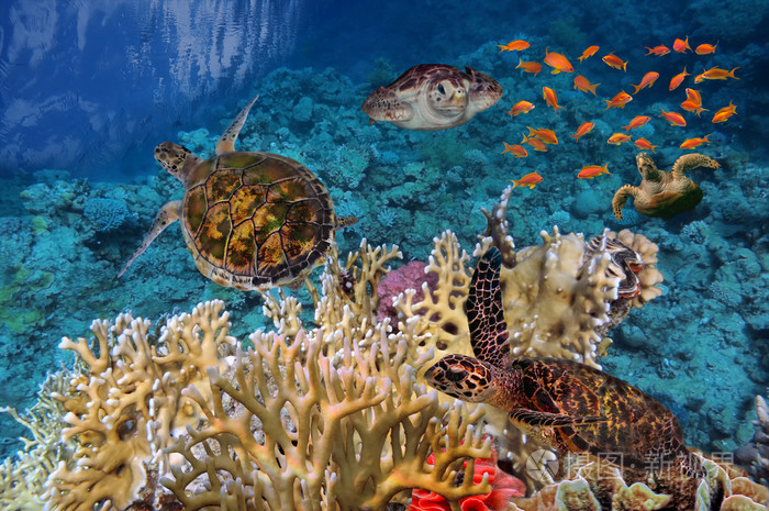 用很多的鱼和海龟五彩缤纷的珊瑚暗礁