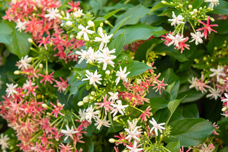 软聚焦使君子籼稻中国金银花仰光爬虫Combretum 菊花