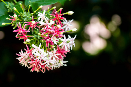 软聚焦使君子籼稻中国金银花仰光爬虫Combretum 菊花