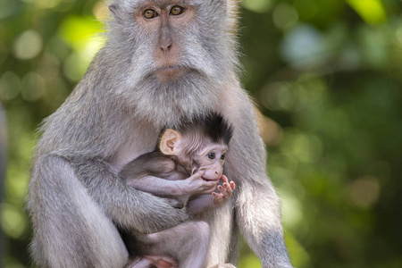印度尼西亚巴厘岛岛巴厘的婴儿猴和母亲肖像。特写