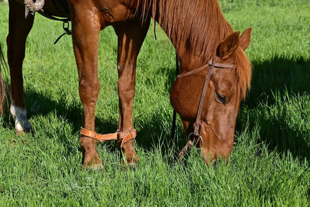 一匹马用皮带拴住, 以防它离开现场.照片