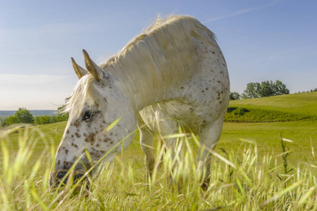 在一个阳光明媚的春天早晨的草地上的马吃草