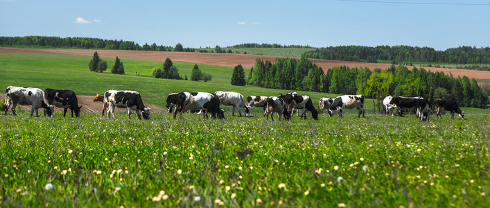 草原全景图在草原上放牧的牛照片