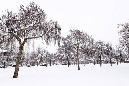 在寒冷的冬天, 在一个孤独的下雪的公园里, 他们杯子里有雪的树