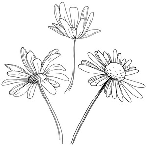 雏菊在矢量样式隔绝了。植物全名 黛西。背景纹理包装图案框架或边框的矢量花