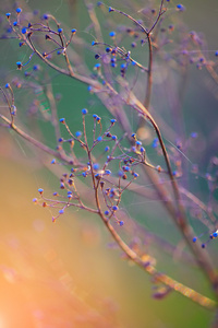 干花和植物上日落背景