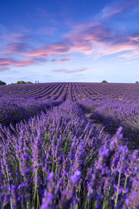 薰衣草花田夏天日落景观附近 Valensole