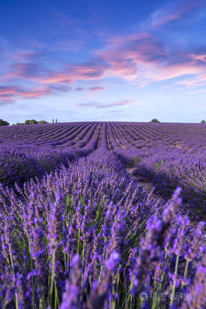 薰衣草花田夏天日落景观附近 valensole