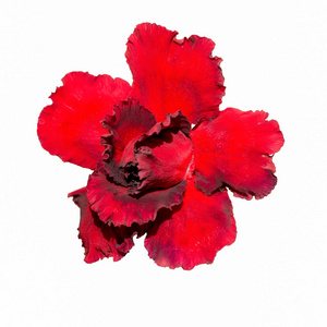 花卉，红黑沙漠玫瑰花朵背景