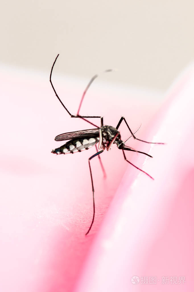 粉红色背景的软焦点蚊子