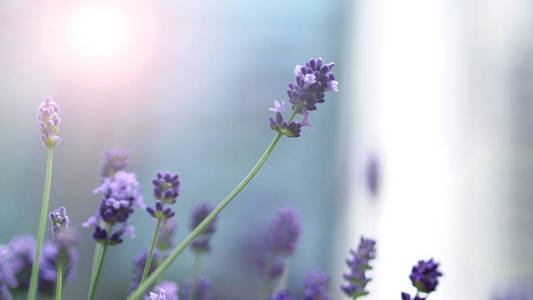 明亮多彩的紫罗兰色薰衣草花盛开, 散发着阳光的香气