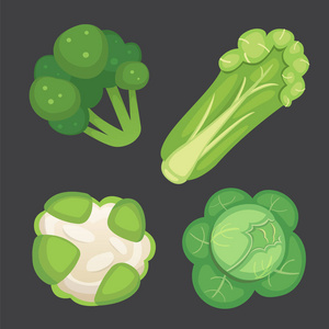 设置的矢量白菜和生菜。绿色蔬菜西兰花 大头菜 其他不同的卷心菜