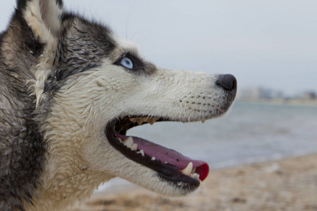 一对在海边, 天空和城市背景下玩沙滩的哈士奇狗