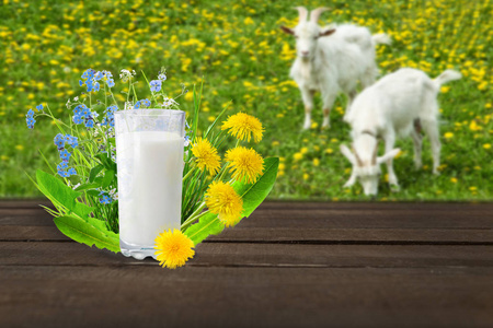 杯牛奶和山羊