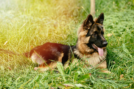 漂亮的德国牧羊犬，躺在草地上