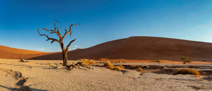 美丽的黄昏颜色隐藏死 Vlei 景观在纳米布沙漠沙漠, 死相思树在山谷与蓝天, 纳米比亚