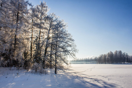 雪冬公园。冬晴霜日。公园里严重的霜冻。列宁格勒州, 俄罗斯