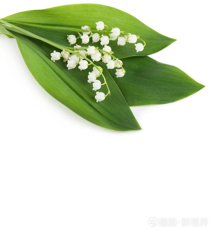 春天的花朵: 在白色背景下被隔离的百合谷