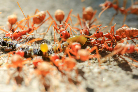 关闭红色蚂蚁吃蠕虫在白天的背景下