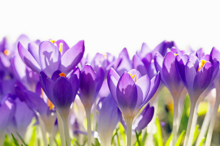 紫色的番红花花，春天背景