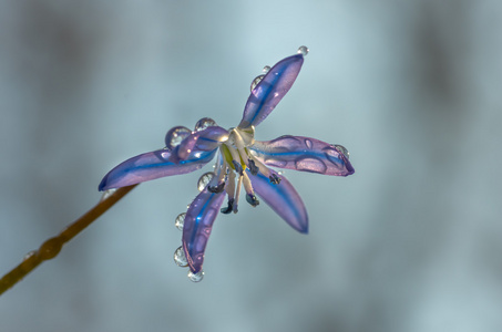 蓝色的雪花莲上的露珠