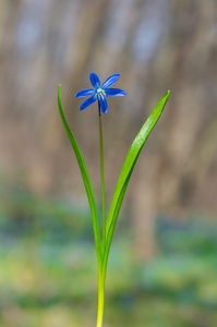 蓝色的花雪莲