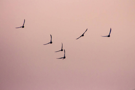 一群鸟儿的剪影在夜空中一起飞翔.天空照片