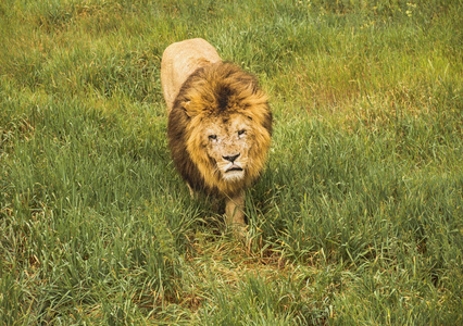 一只可怕的狮子, 在草丛中划伤了枪口。野生动物园