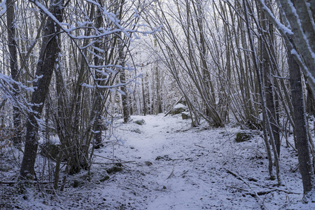 美丽的自然和风景相片瑞典冬天森林和树。好冷的一天在树林里。雪霜木桥树枝的可爱细节