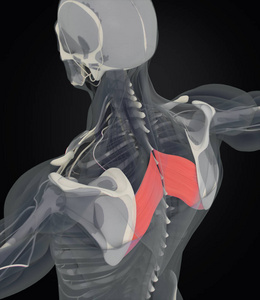 菱形的主要肌肉解剖模型