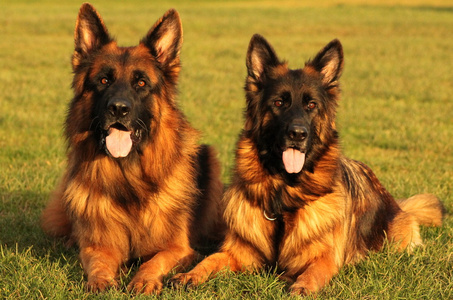 在阳光下的两个华丽 longstock 狗。