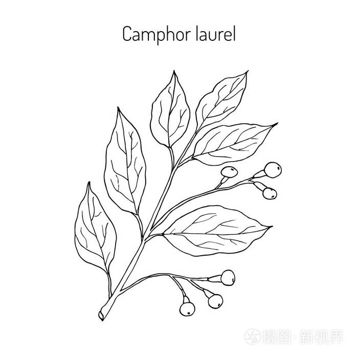 樟树药用植物