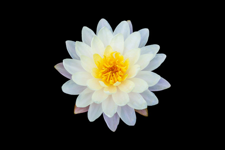 荷花白莲花图片-荷花白莲花素材-荷花白莲花插画-摄图新视界