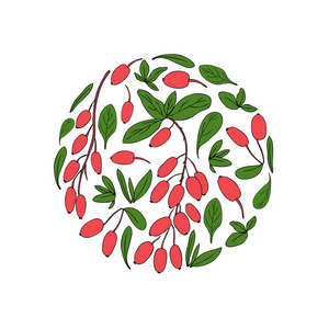 装饰水果纹理, 五颜六色的新鲜浆果, 天然辛辣草本, 烹饪配料设计