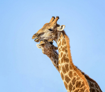 非洲南部稀树草原上长颈鹿对的肖像