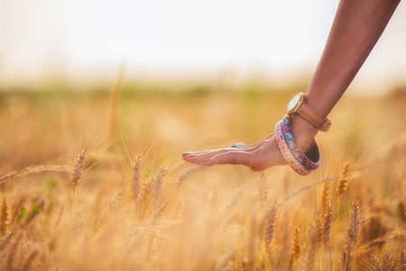 女性手与手表和手镯触碰在草甸大麦的耳朵