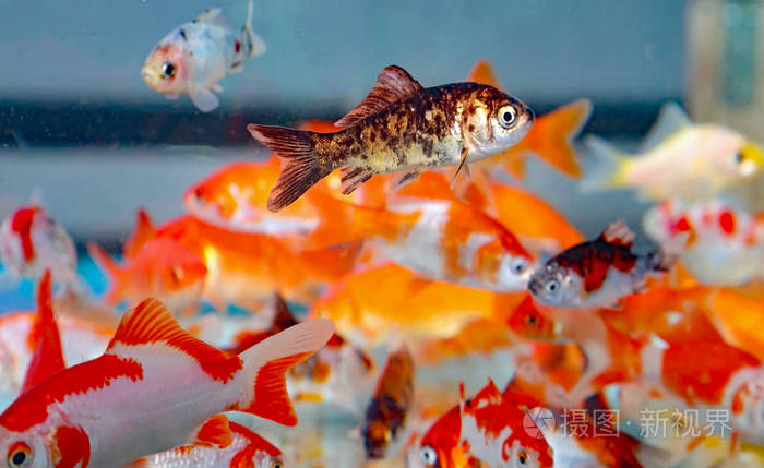 金鱼在水族宠物店照片 正版商用图片0pqfju 摄图新视界