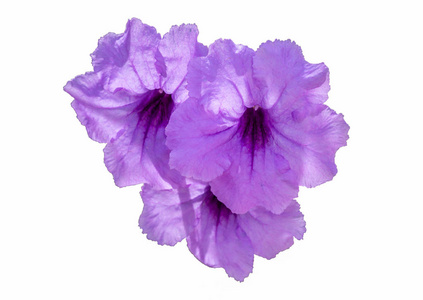 紫色 waterkanon 花在白色背景, 与路径