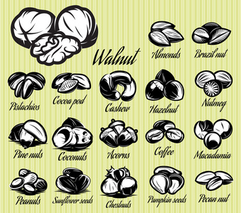 坚果的十八时尚模板集图片