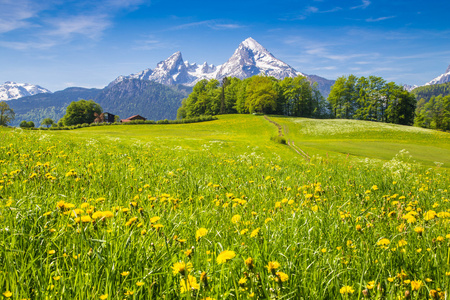 在阿尔卑斯山长满鲜花和绿绿的草原田园景观