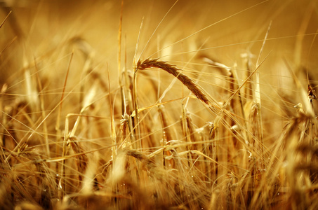 小麦子粒生长在田野，农场