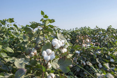 农业棉花领域