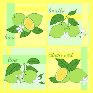 柑桔类水果的插图图片