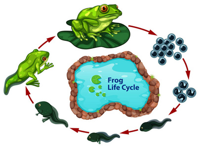 青蛙生命周期例证