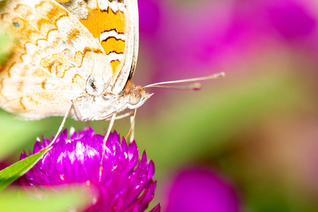 蝴蝶盖在花和在自然背景上