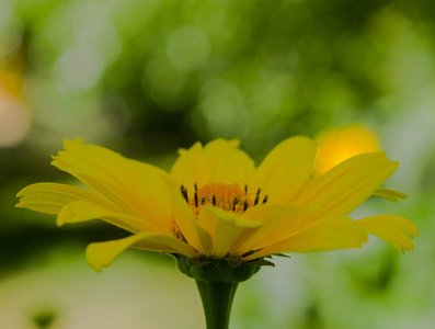 花园里的黄色花朵特写
