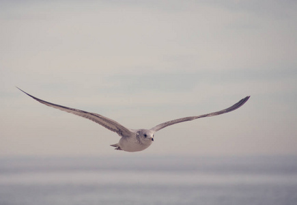 美丽的海鸥飞过沧海